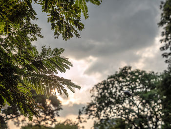 Low angle view of trees against sky