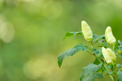 Close-up of flowering plant