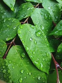 Full frame shot of wet leaves