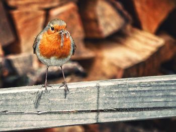 Close-up of bird perching on wood