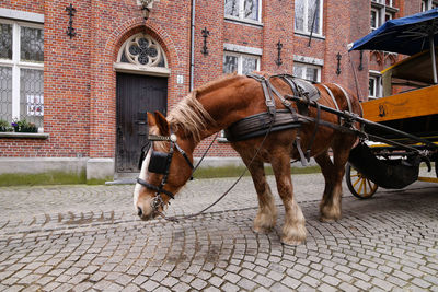 View of a horse cart