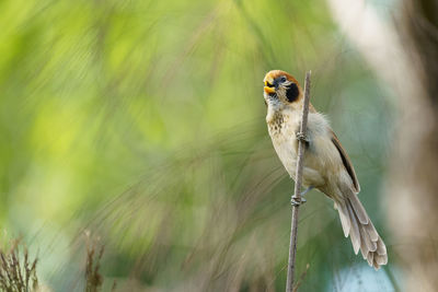 Close-up of bird perching on plant