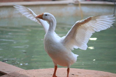 Goose against pond