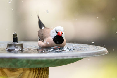 Bathing in a bird bath, a long tailed finch bird poephila acuticauda cools off in australia.