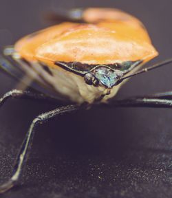 Close-up of insect on table