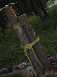 Tree trunk in forest