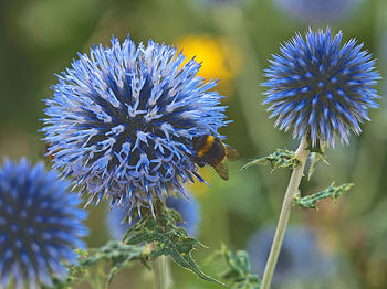 Close-up of bee on purple flowering plant