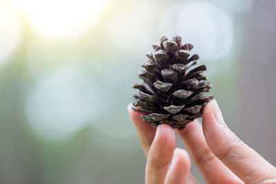 Cropped hand holding pine cone