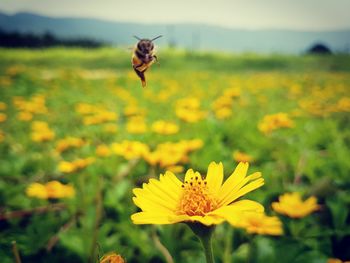 Honey bee pollinating on yellow flower