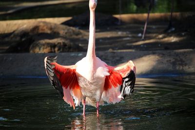 View of flamingo bird flapping wings in lake