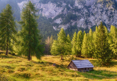 Trees on grassy field