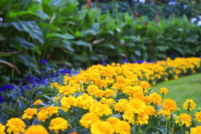 Yellow flowers blooming in park