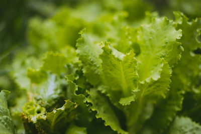 Close-up of lettuce