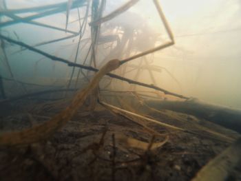 Close-up of grass in winter