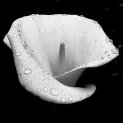 Close-up of wet flower blooming against black background