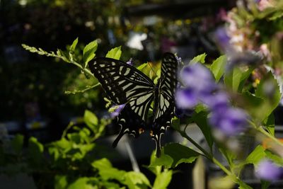 Butterfly on purple flower