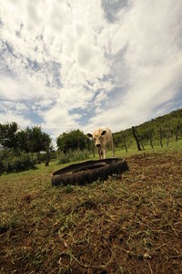 Horse in a field