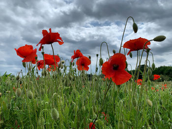 Close-up of red poppies on field against sky