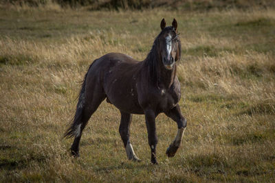 Horse running in a field