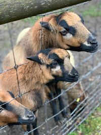 Close-up of a goat