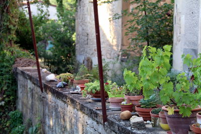 Close-up of potted plants