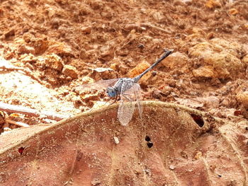 Close-up of insect