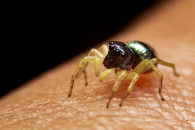 Close-up of spider