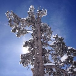 Low angle view of tree against blue sky
