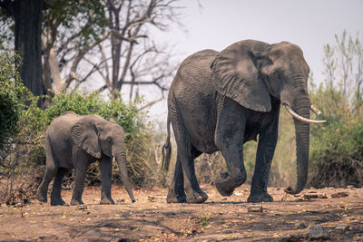 Elephants drinking water