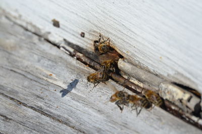 High angle view of bee on wood