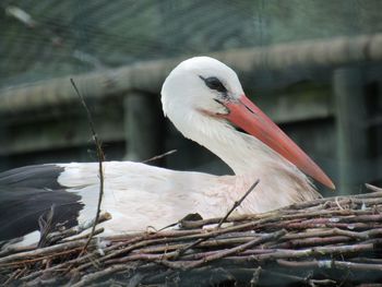 Close-up of bird perching outdoors