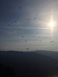 Birds flying in the sky