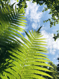 Low angle view of fern tree against sky