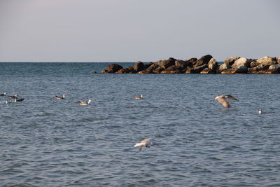 View of seagulls in sea against clear sky
