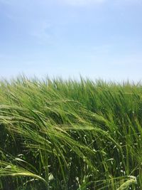 Wheat growing on field against sky