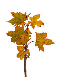 Close-up of maple leaf against clear sky