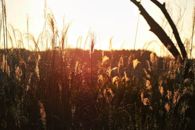 Scenic view of field against sky at sunset