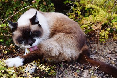 Close-up of cat