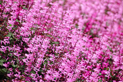 Close up of catmint flower bush or nepeta in full bloom