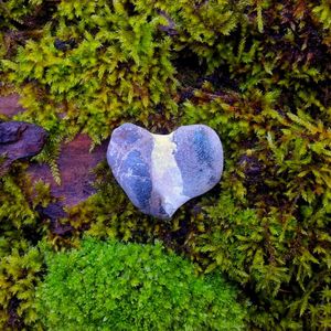 Close-up of heart shape made of plants