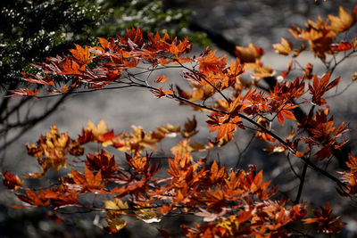 Close-up of maple leaves on tree