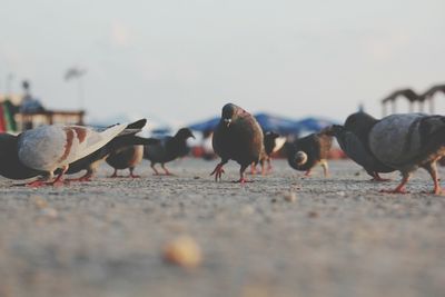 Pigeons eating seeds on the ground