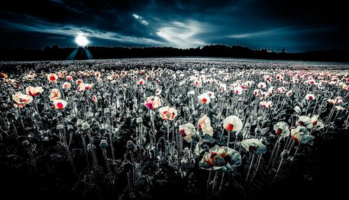 Scenic view of flowering plants on field against sky