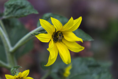 Close-up of bee on yellow flower