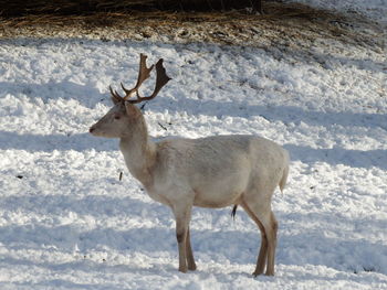 Deer on snow covered land