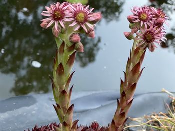 Close-up of pink flowering plants