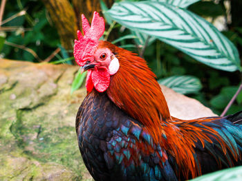 Close-up of rooster