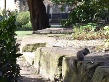 View of bird sitting against plants