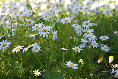 White flowers blooming in field