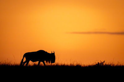 Side view of horse on field against sky during sunset
